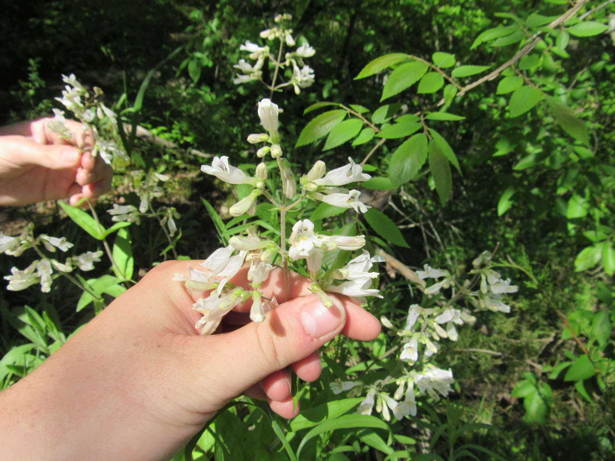 Image of pale beardtongue