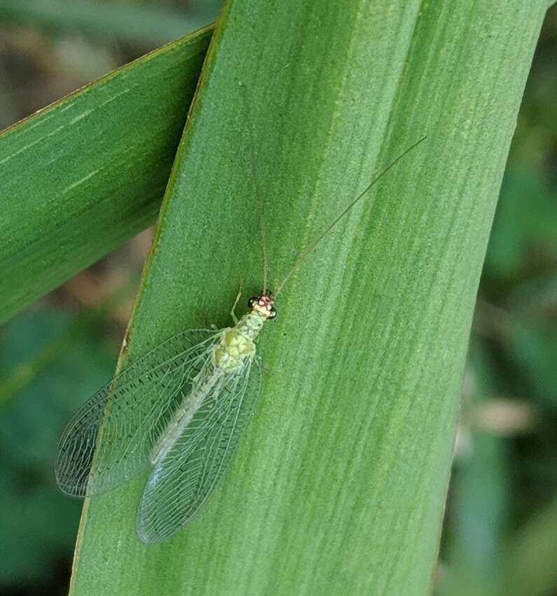 Image of Goldeneyed Lacewing