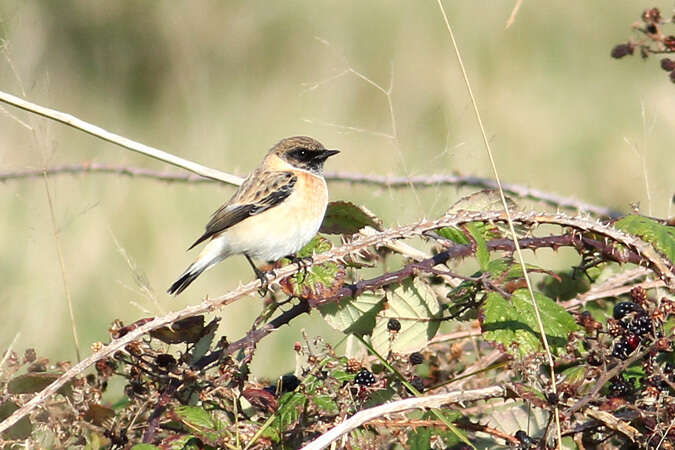 Saxicola maurus hemprichii Ehrenberg 1833 resmi