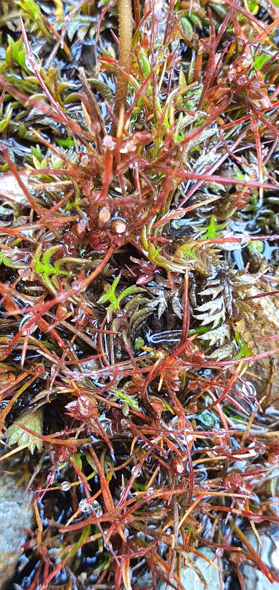 صورة Leptinella squalida subsp. mediana (D. Lloyd) D. G. Lloyd & C. J. Webb