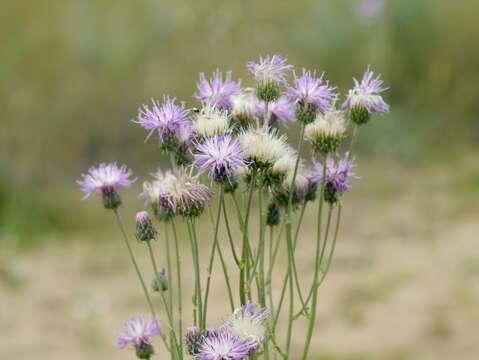 Image of Jurinea longifolia DC.