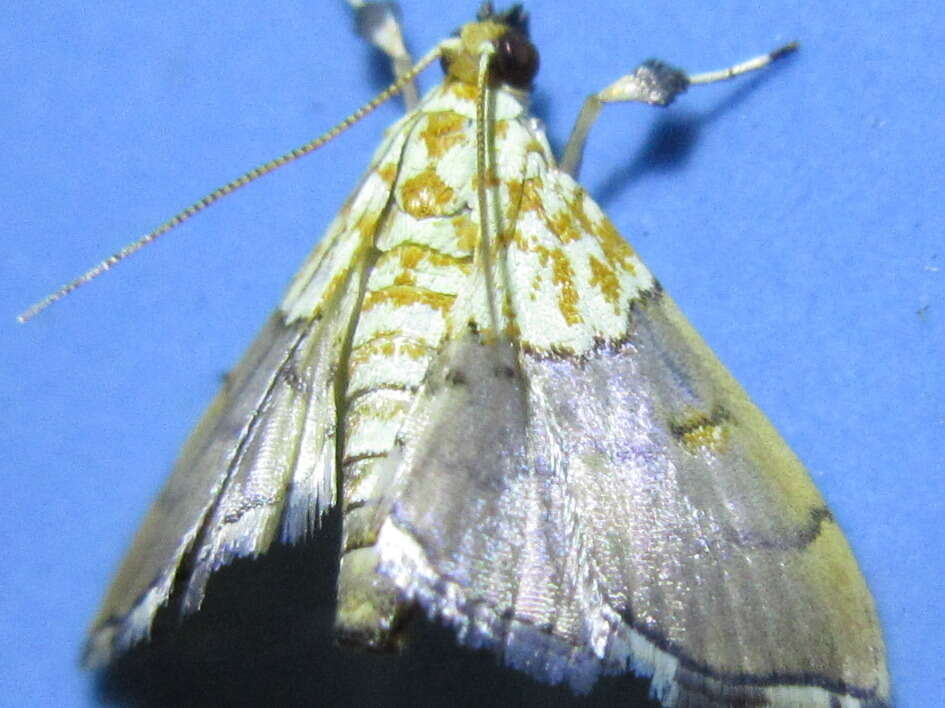 Image of Agrotera nemoralis Scopoli