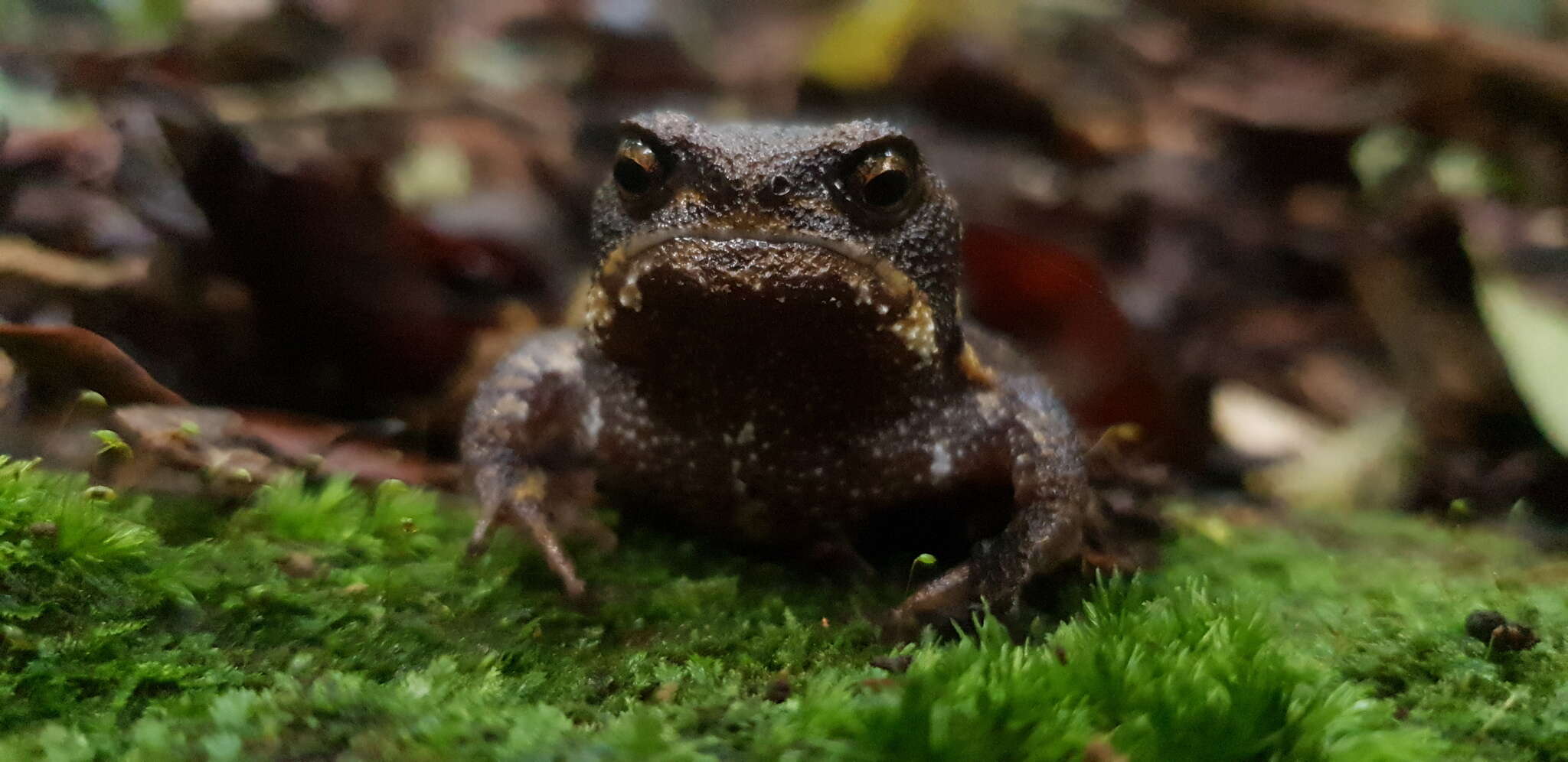 Image of Breviceps sylvestris sylvestris