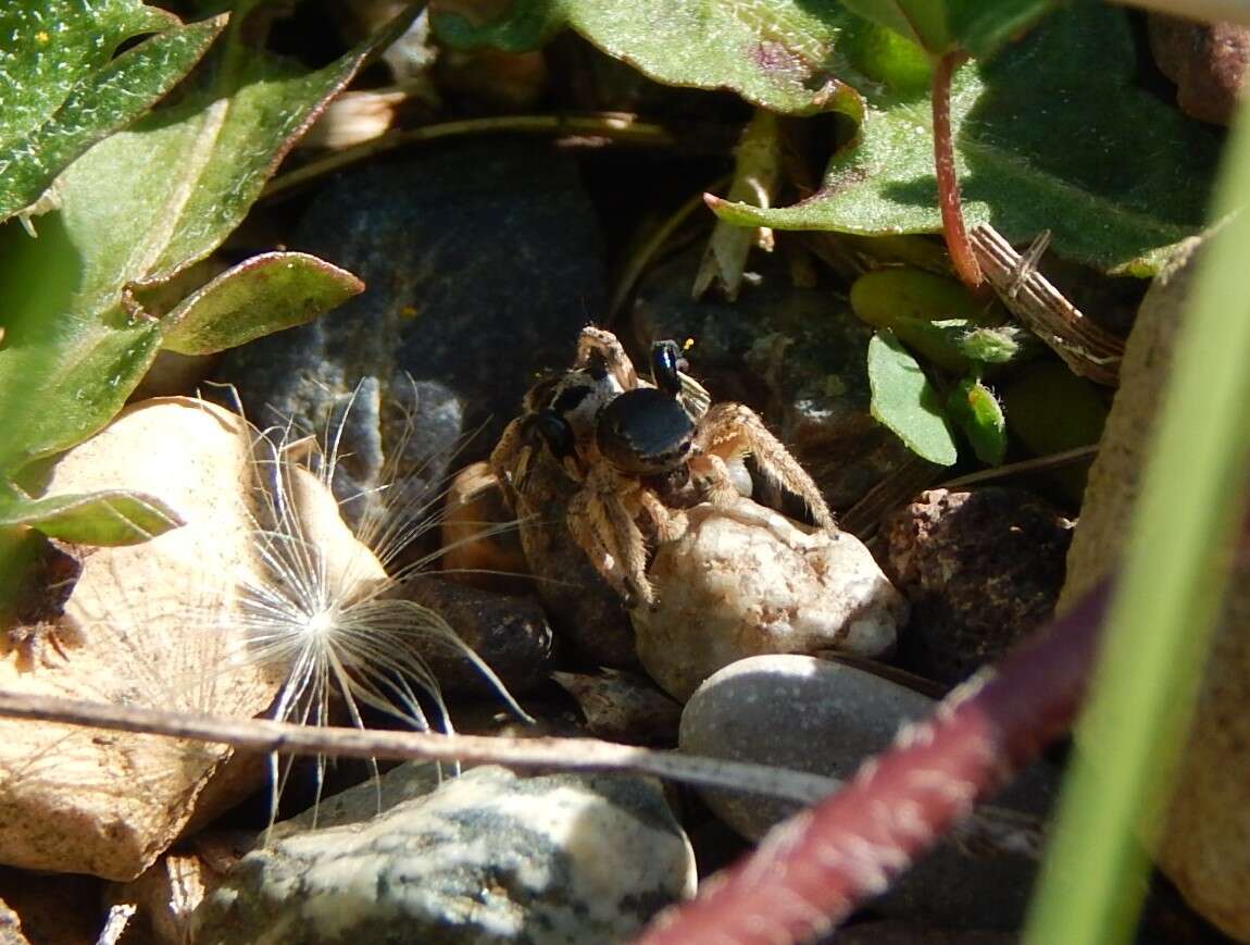 Image of Habronattus captiosus (Gertsch 1934)