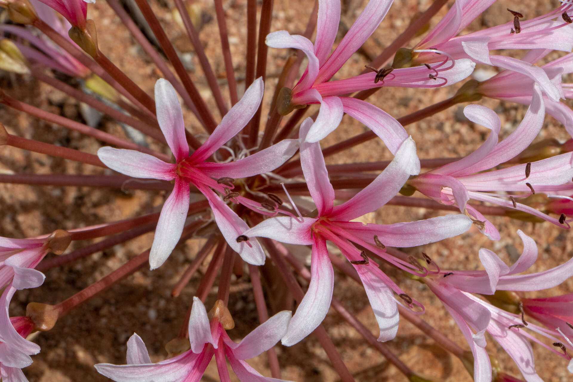 Image of candelabra lily