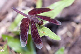 Image of Common Parasol