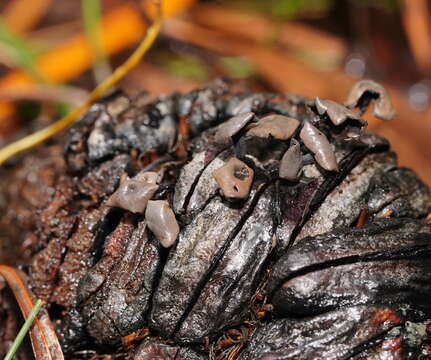 Banksiamyces macrocarpus G. W. Beaton 1982的圖片