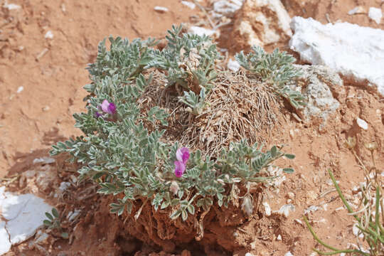 Plancia ëd Oxytropis oreophila var. juniperina S. L. Welsh