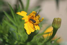 Image de Acmaeodera haemorrhoa Le Conte 1858