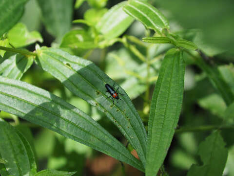 Слика од <i>Tetraphala collaris</i>