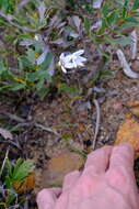 Image of Drosera prophylla