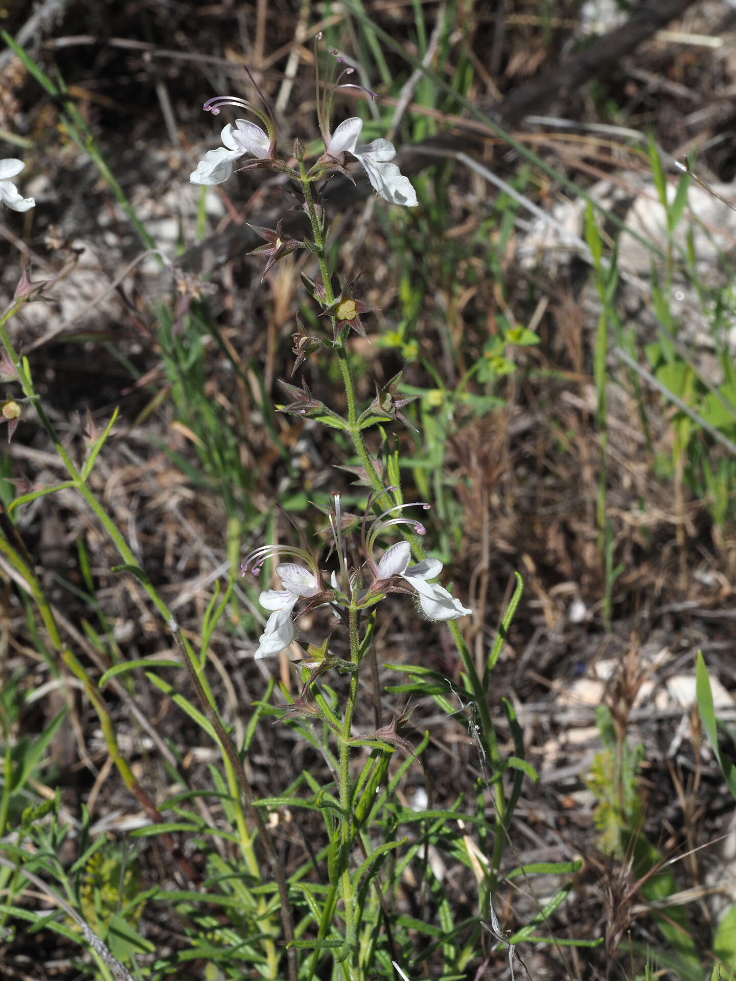 Sivun Teucrium pseudochamaepitys L. kuva