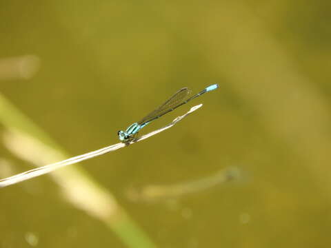 Image of Acanthagrion quadratum Selys 1876