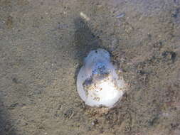 Image of Sea snail