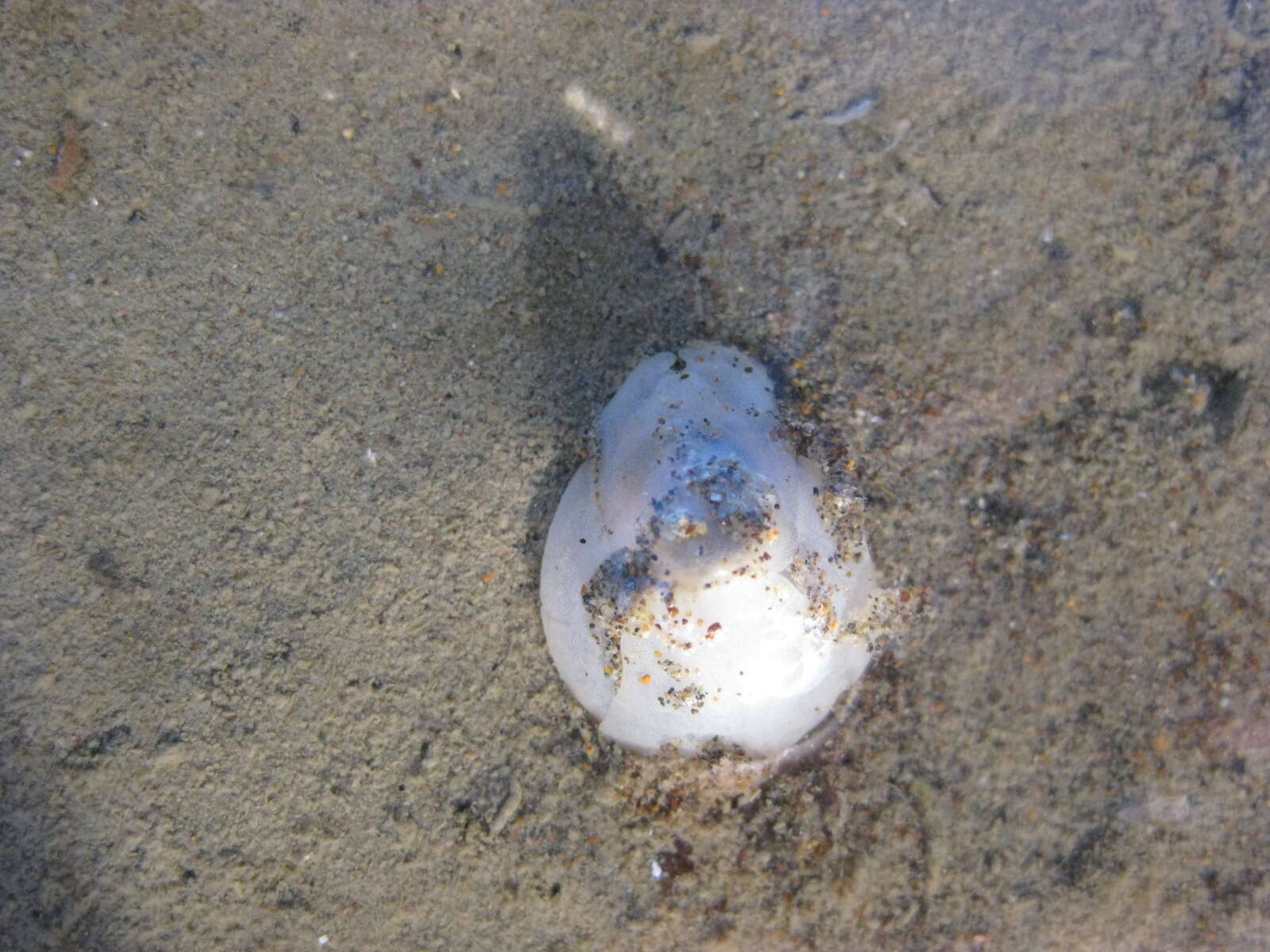 Image of Sea snail