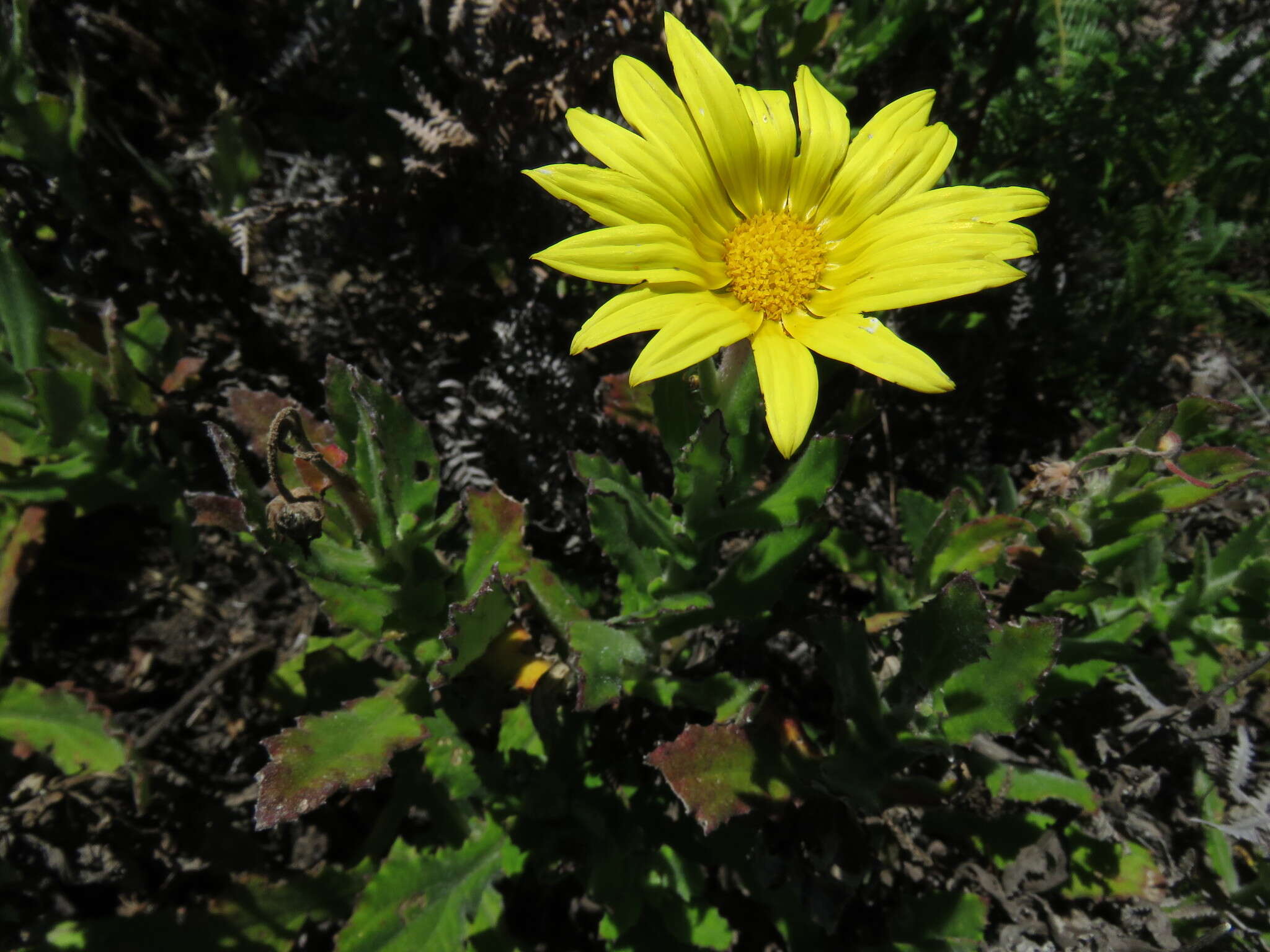 Image of Osteospermum ilicifolium L.