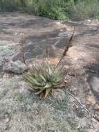 Image of Nespruit rock aloe