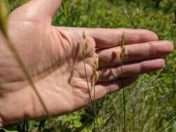 Image of whitescale sedge