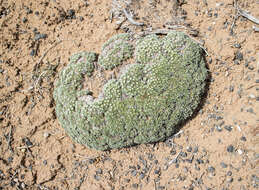 Image of Woodside buckwheat