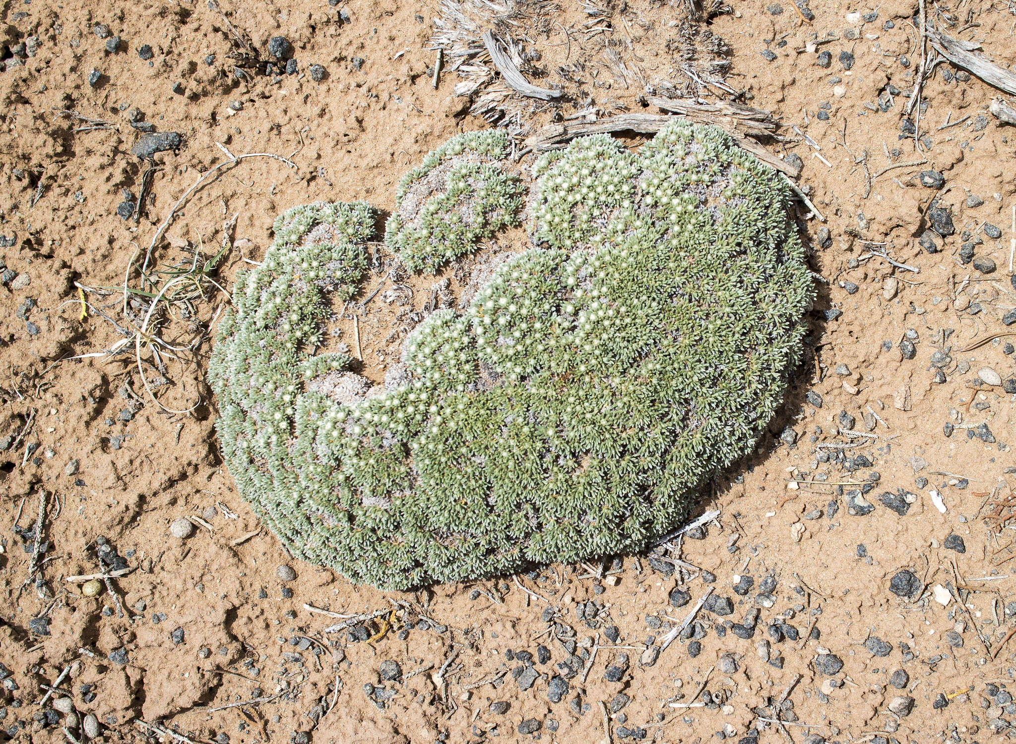 Image of Woodside buckwheat