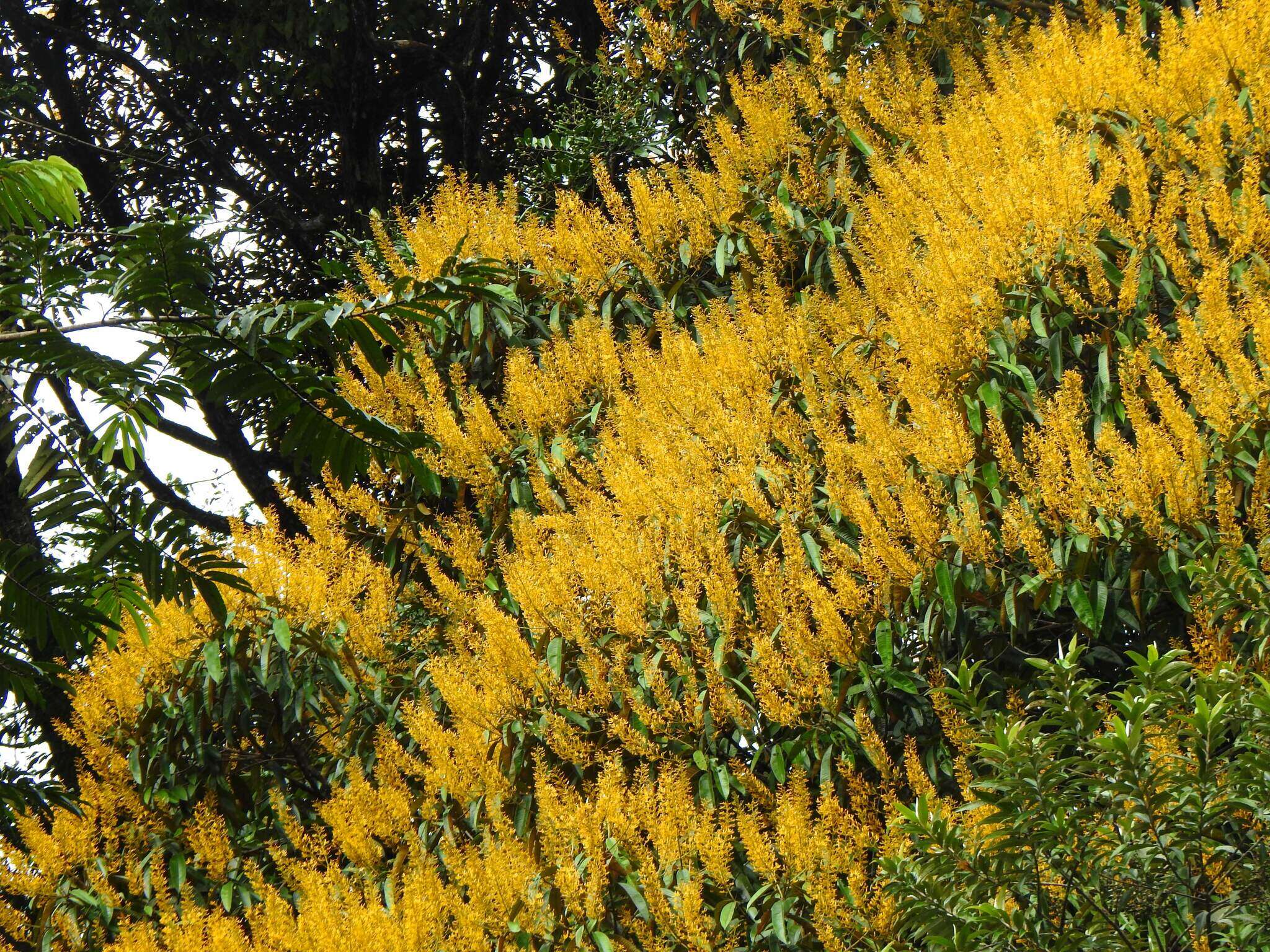 Image of Vochysia sabatieri L. Marcano-Berti