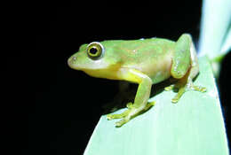 Image of Tinker Reed Frog