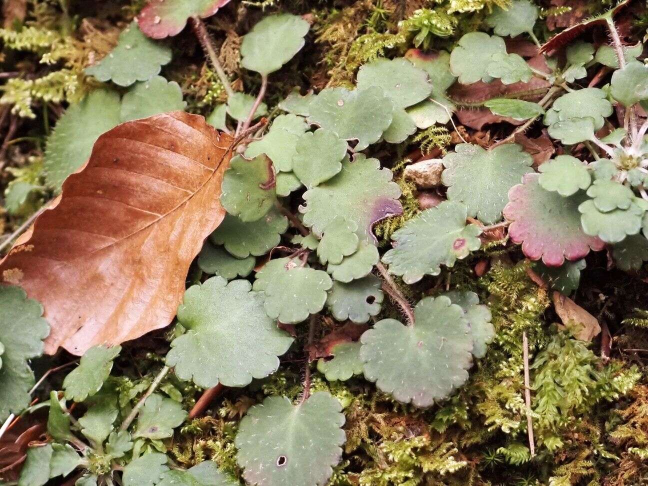 Imagem de Saxifraga hirsuta L.