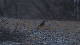 Image of Cinnamon-tailed Sparrow