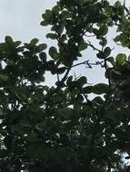 Image of Magnolia caricifragrans (Lozano) Govaerts
