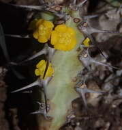 Image of Euphorbia schinzii Pax