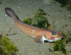 Image of Blackbelly eelpout