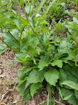 Image of <i>Parthenium <i>integrifolium</i></i> var. integrifolium