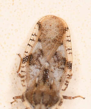 Image of spear thistle lacebug