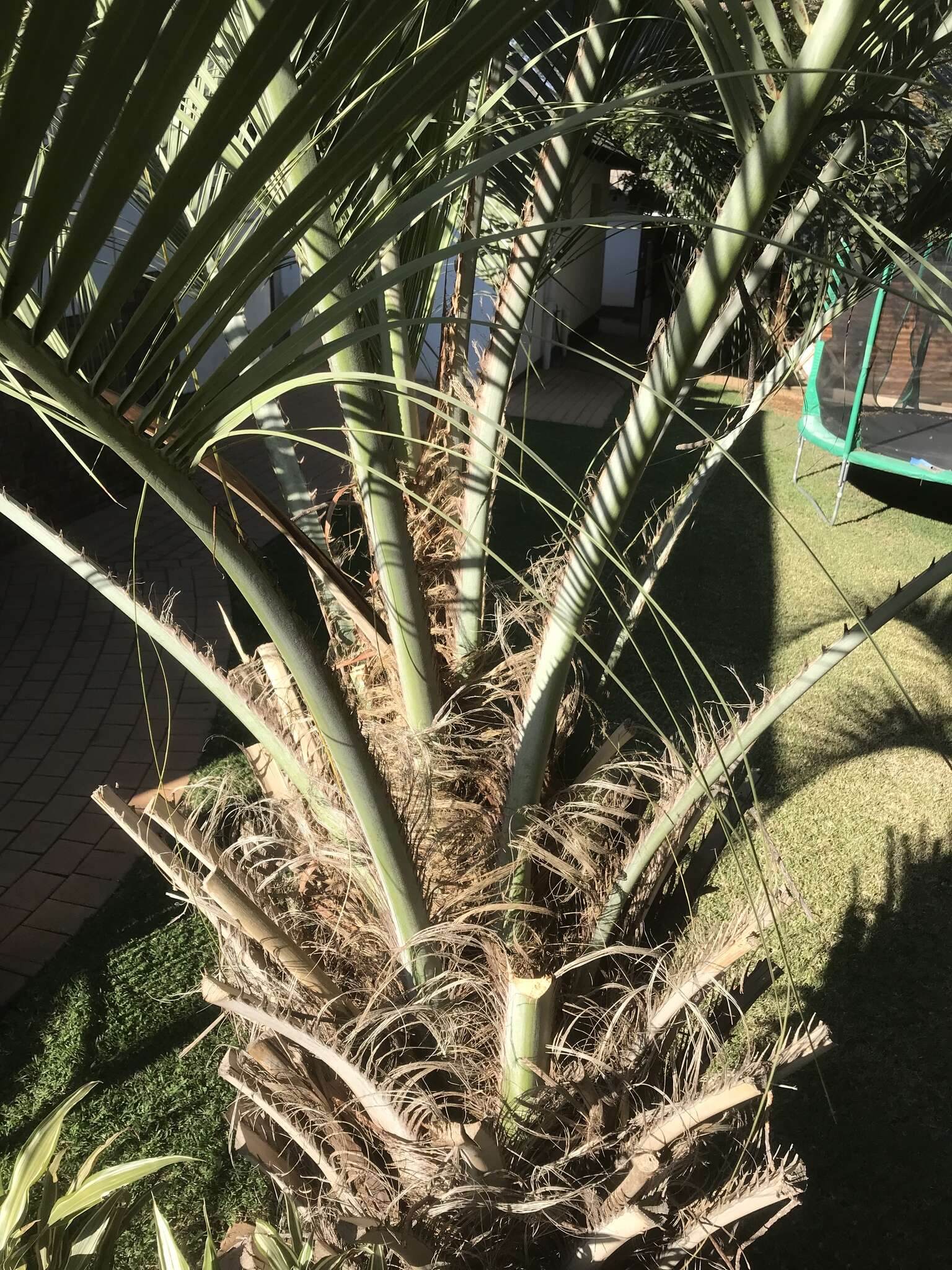 Image of South American jelly palm