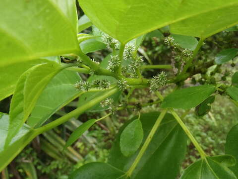 Pipturus argenteus (G. Forster) Wedd.的圖片