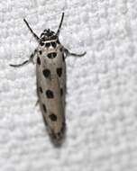 Ethmia sphaerosticha Meyrick 1886的圖片