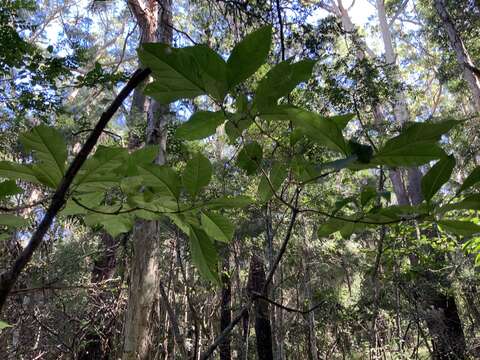 Image of Clerodendrum tomentosum var. tomentosum