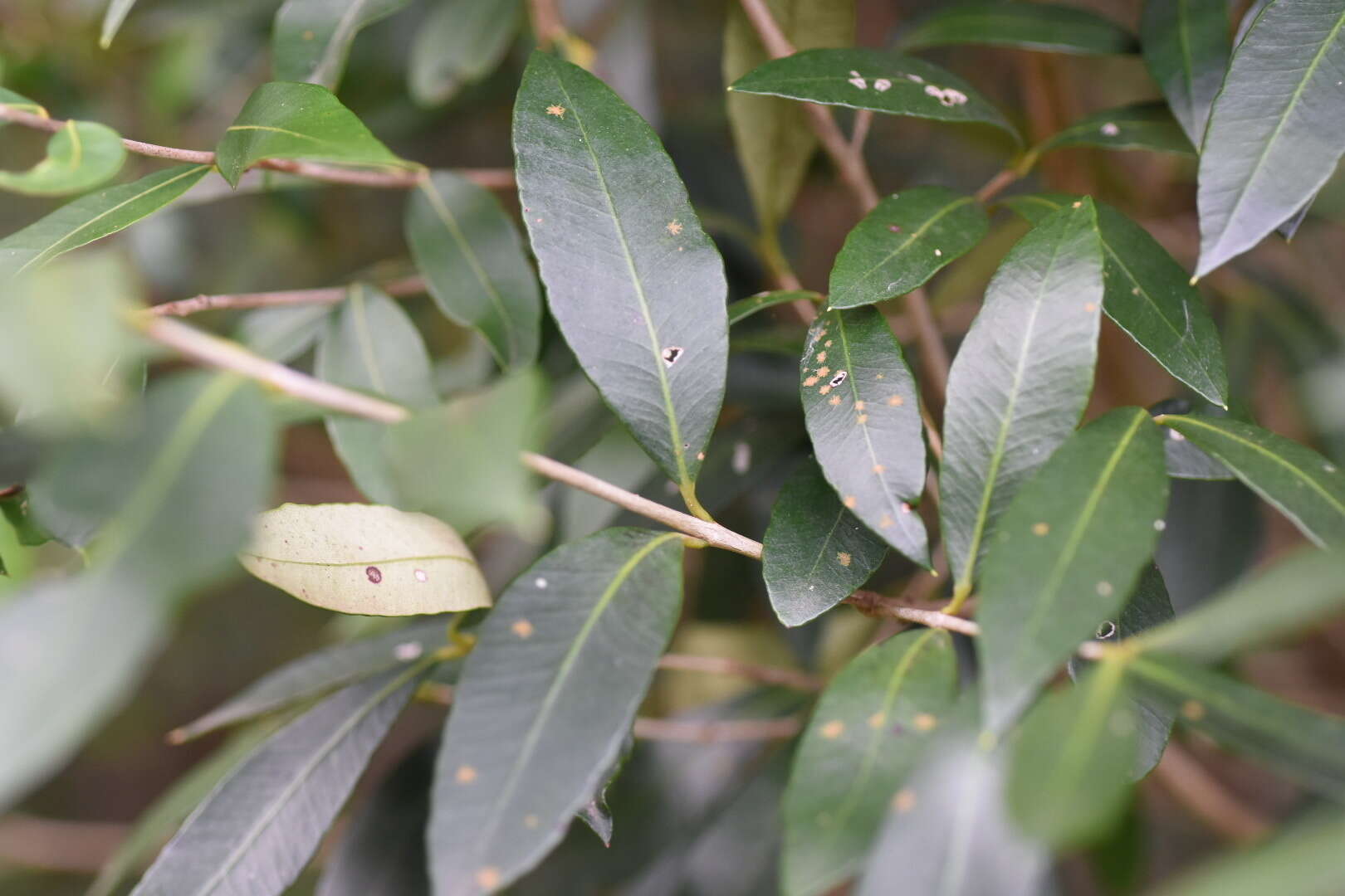 Myrceugenia glaucescens (Cambess.) D. Legrand & Kausel resmi