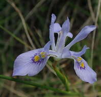 Image of Moraea elliotii Baker