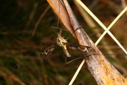 Image of Leptotarsus (Macromastix) lunatus (Hutton 1900)