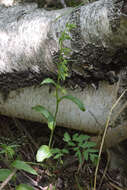 Image of Epipactis persica (Soó) Hausskn. ex Nannf.