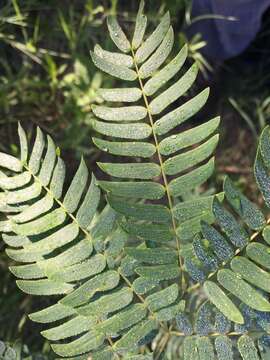 Image of Albizia inundata (Mart.) Barneby & J. W. Grimes