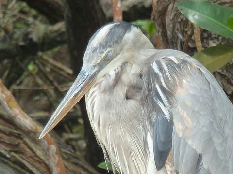 Image of Ardea herodias cognata Bangs 1903