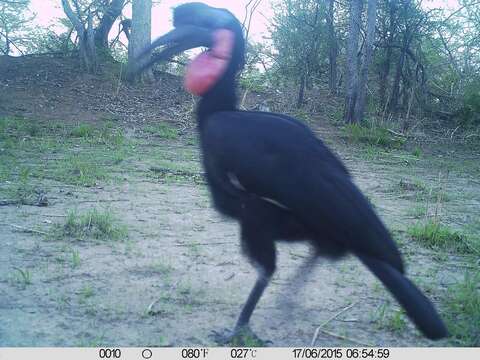 Image of Abyssinian Ground Hornbill