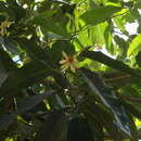 Image of Magnolia vrieseana (Miq.) Baill. ex Pierre