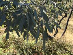 Image of Eucalyptus microneura Maiden & Blakely