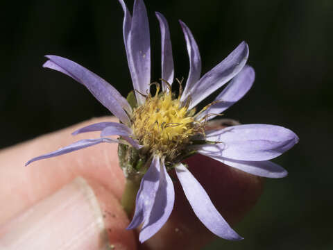 Image of tundra aster