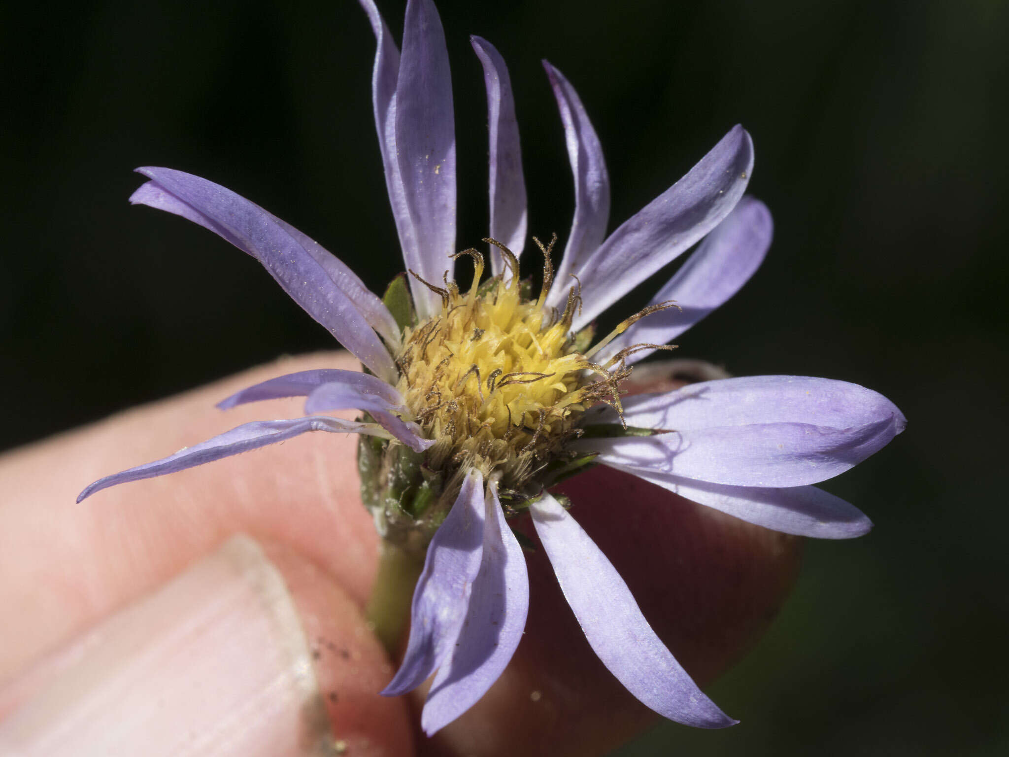 Imagem de Oreostemma alpigenum var. andersonii (A. Gray) G. L. Nesom