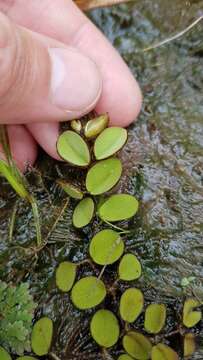 Image of eared watermoss