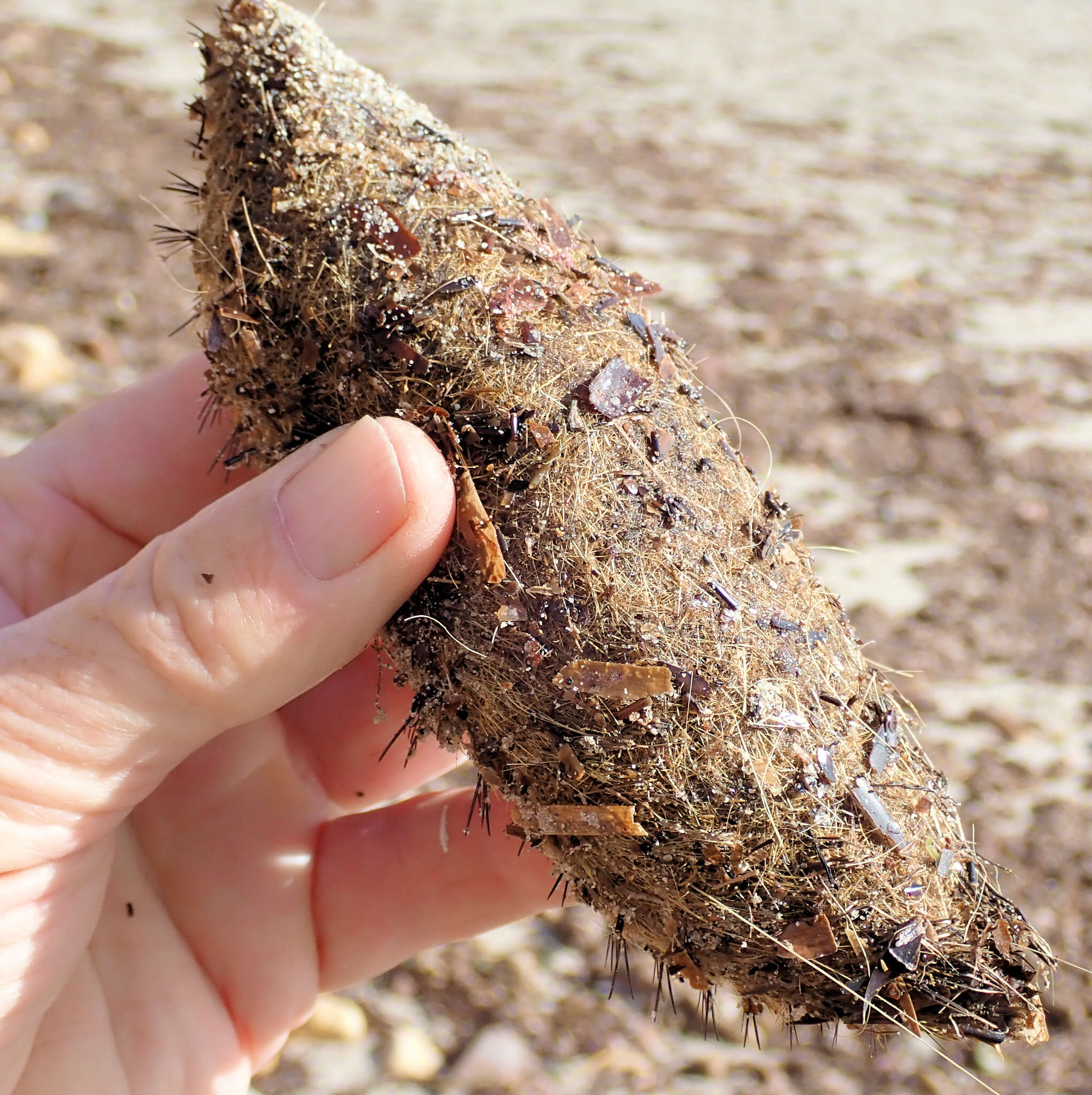 Image of Southern sea mouse